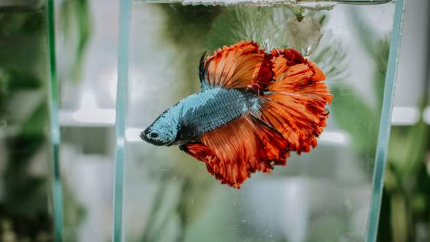freshwater aquarium pets