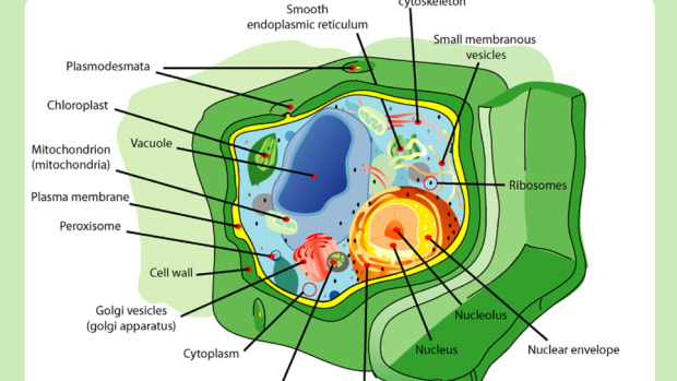 Life Sciences - HubPages