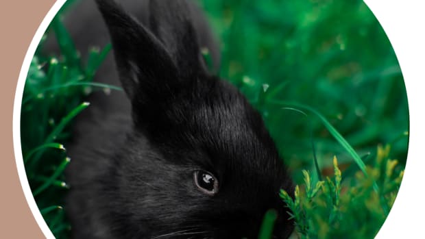 Rabbits - PetHelpful - By fellow animal lovers and experts