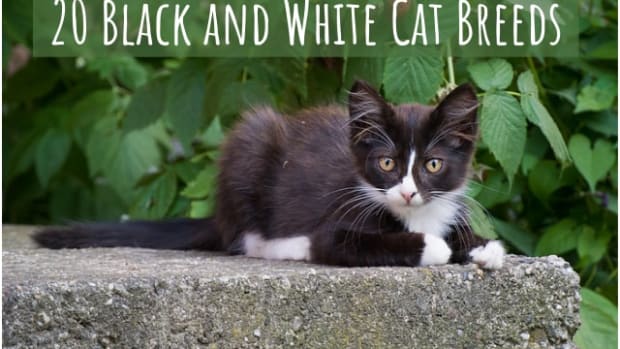 Black And White Cat Breeds 