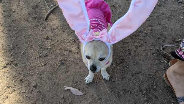 the_origins_of_the_easter_rabbit