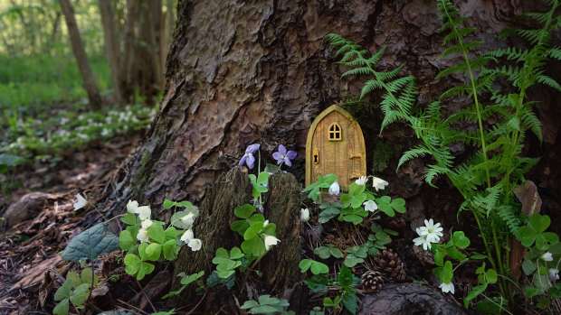 a tiny, pointed fairy door embedded in the side of a tree trunk, surrounded by shamrocks and ferns