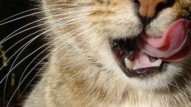 why-does-my-cat-lick-me