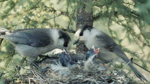 feeding-your-baby-bird-style-nauseating-or-normal
