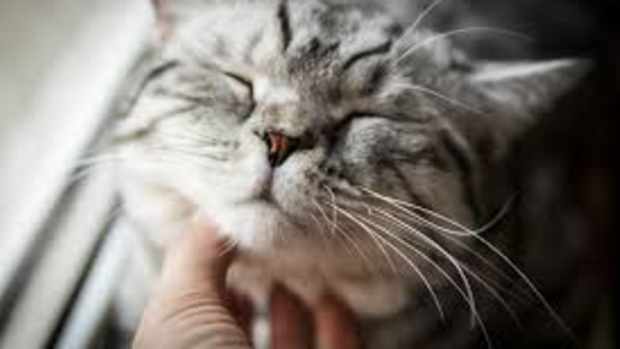 understanding-cat-behavior-a-guide-to-feline-actions-and-reactions