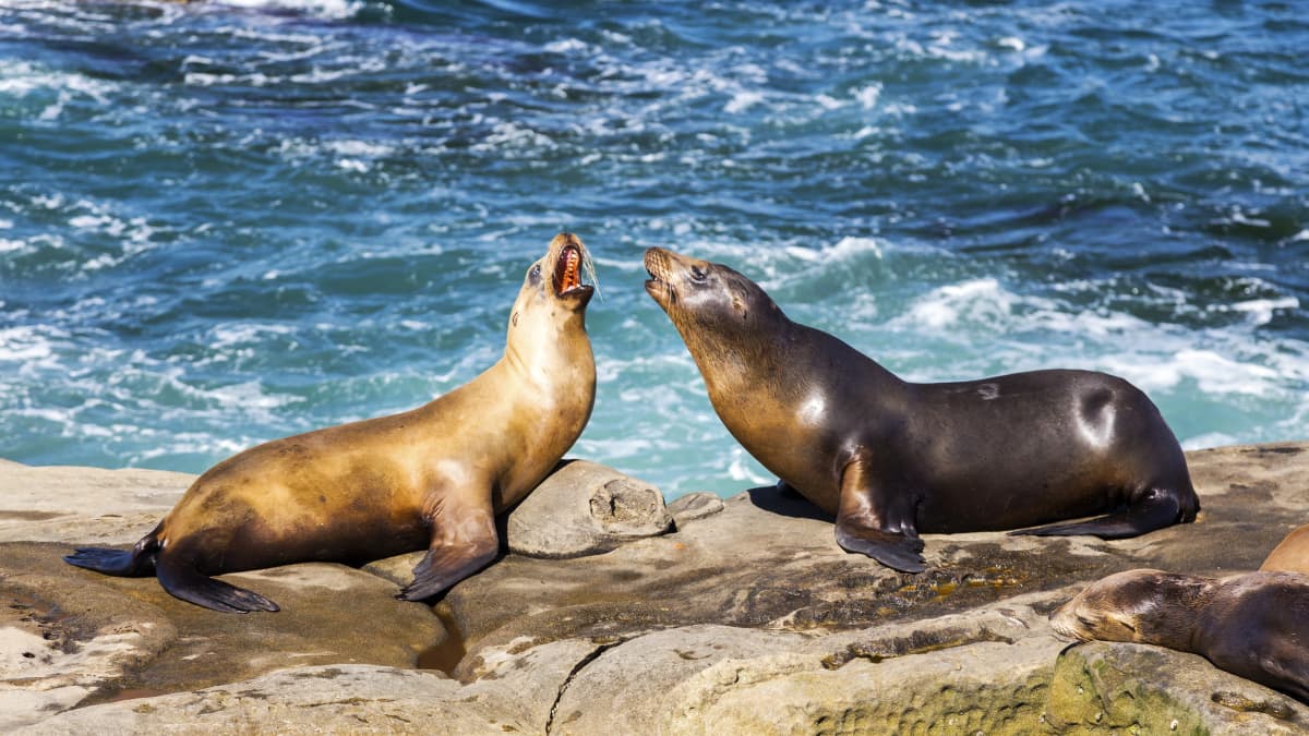 Video Shows Sea Lions Charge at Beachgoers in San Diego – NBC 7 San Diego