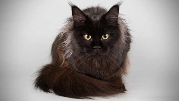 A black Maine Coon cat sits with its tail wrapped around its feet
