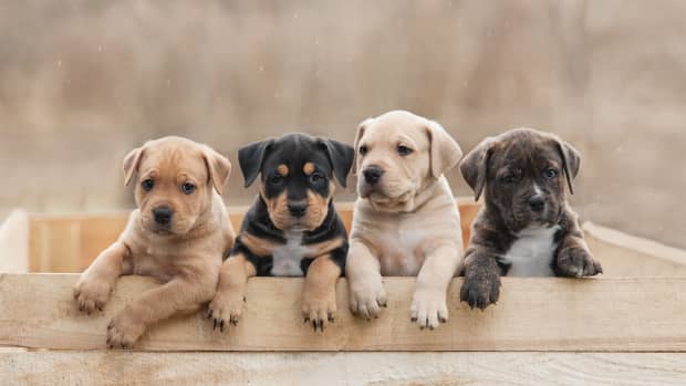 puppies in a wooden box