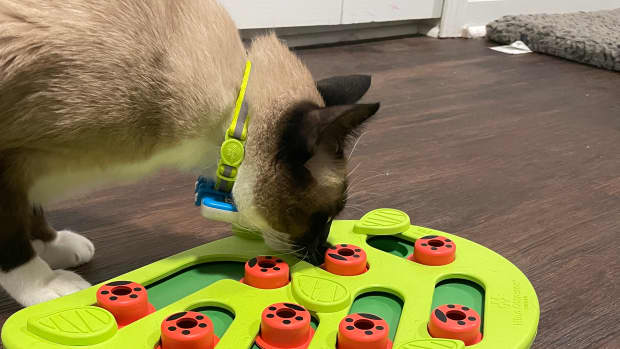  Catstages by Nina Ottosson Buggin' Out Puzzle & Play -  Interactive Cat Treat Puzzle : Pet Supplies