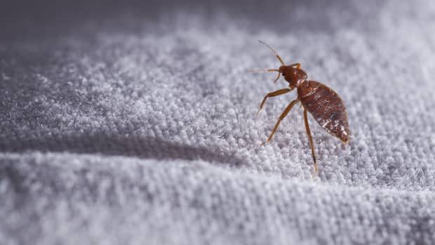 Explanation For The Paris Bed Bug Outbreak S Severity Will Have People Explanation For The Paris Bed Bug Outbreak S Severity Will Have People