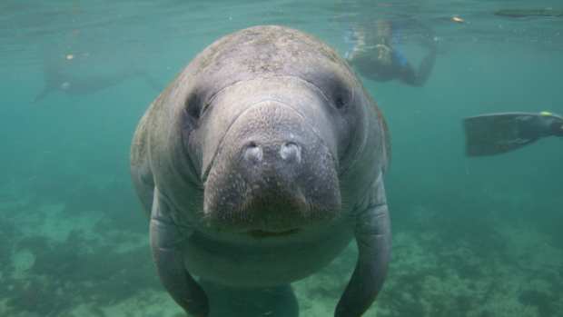 Video of Beachgoers Crowding a Pod of Manatees in Florida Is Deeply