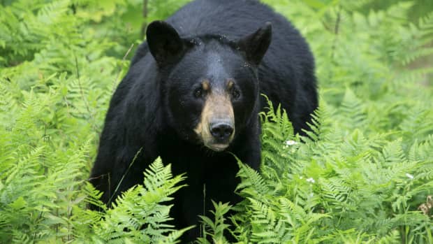 The Night A Bear Broke In: A Sevierville Man'S Chilling Account - 5dkapw8