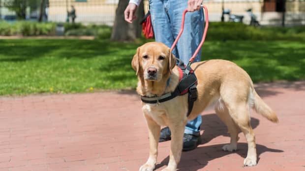 Cute Video Offers Simple Guide To Service Dog Friendly Rides In Magic cute-video-offers-simple-guide-to-service-dog-friendly-rides-in-magic