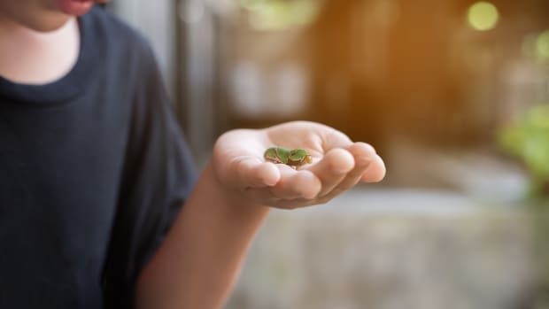 little boy holding a bug