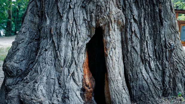 Hollow tree trunk with hole to enter inside. Large opening at the base of a trunk. Darkness inside a tree and mysteries of the forest. Old tree with large hollow cavern inside.