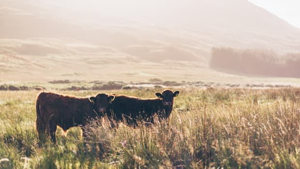 Highland Cows - Scotland's true national animal.