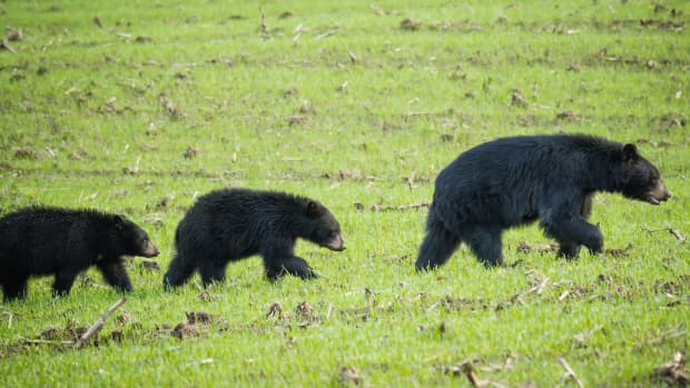 Twin Black Bears In The Grass Black And White Hand Towel by Adam