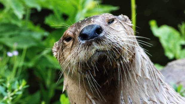 Angry Otters Brutally Attack Swimmer in California Lake - WanderWisdom News