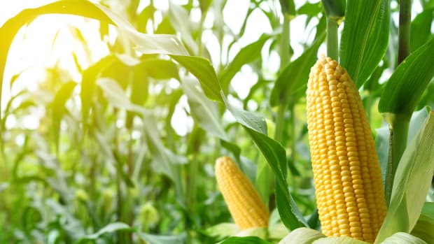 Indigenous Green Corn Ceremony for Reviving the Spirit is Making a ...