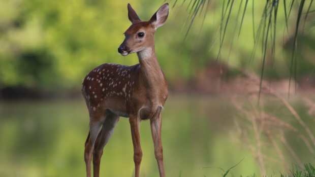 A white-tail deer fawn standing near a lake