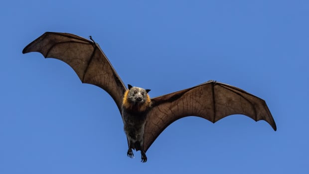 Video of Giant Bat Trying To Break Into Woman’s Flat in Sydney Goes ...