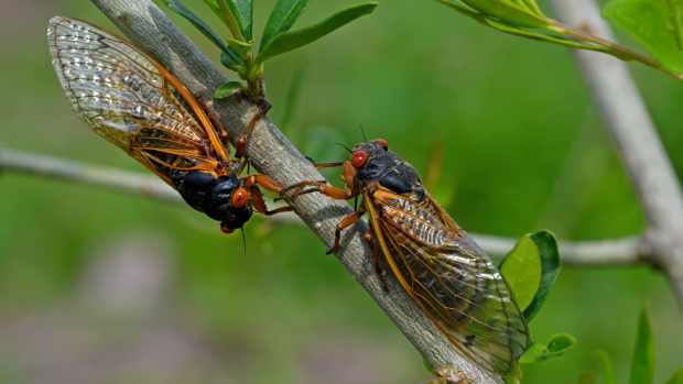 Two cicadas hanging on a tree branch