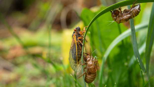 A cicada and two nymphal shells hanging off a blade of grass
