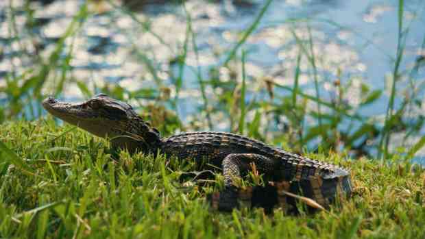 A baby alligator basking in a patch of grass