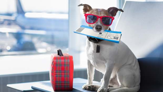 Stylish Jack Russell terrier with sunglasses at the airport, holding a boarding pass