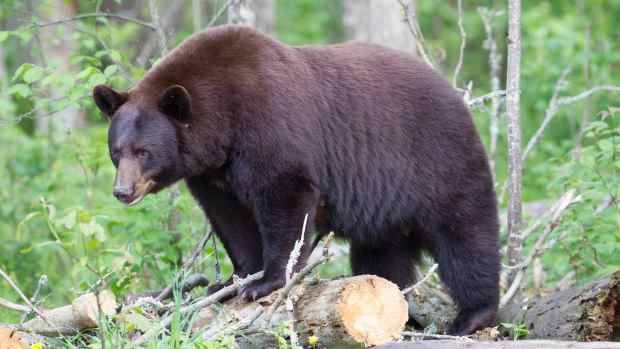 Black bear standing on a log