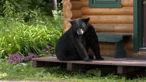 bear on cabin porch