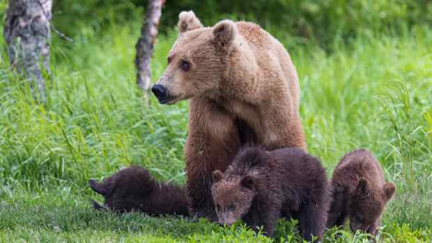 A family of bears in the grass
