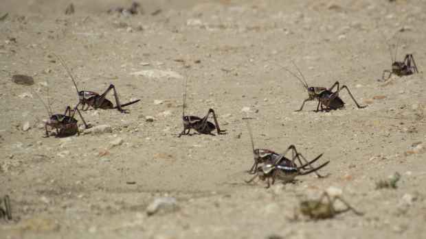 A group of Mormon crickets on the move