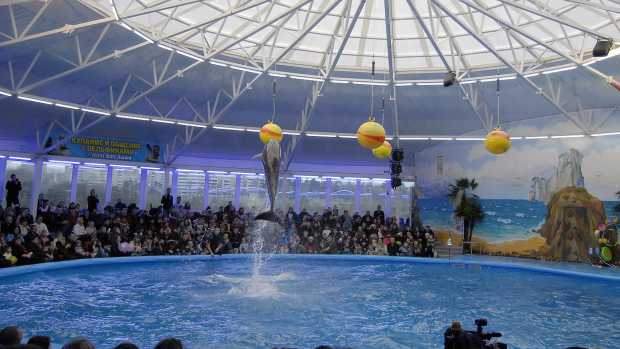 A dolphin show at the Dolphinarium Nemo in Minsk, Belarus