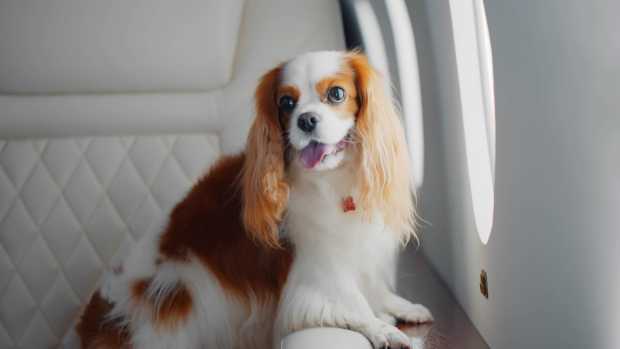 A happy cocker spaniel puppy on a private jet