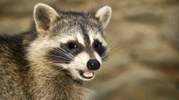 A raccoon with his mouth open
