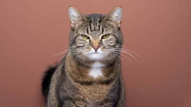 A tabby cat with a white chest and yellow eyes sits in front of a salmon-colored background, scowling