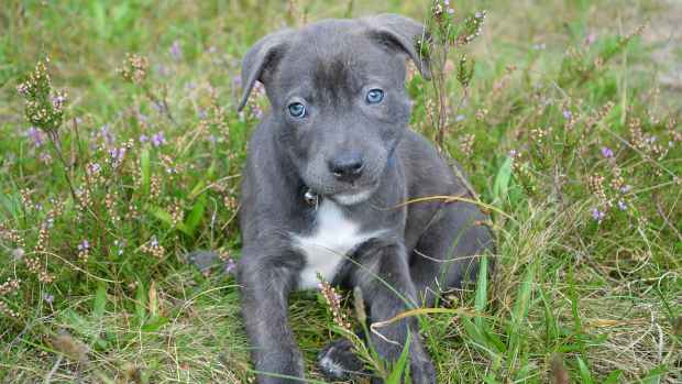 A Pit Bull puppy with blue eyes sitting in grass with small purple flowers