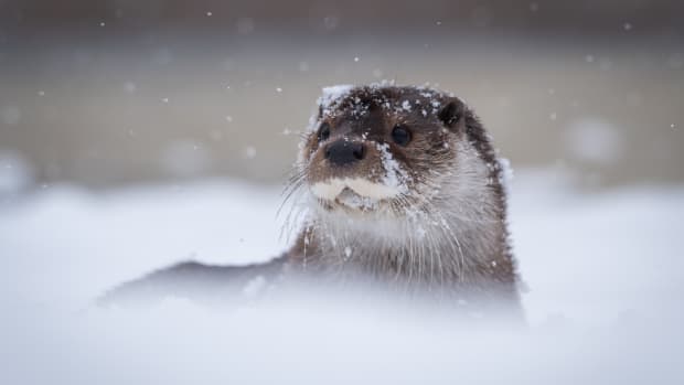 Adorable Otter Caught on Tennessee Home Camera Having a Ball Playing in ...