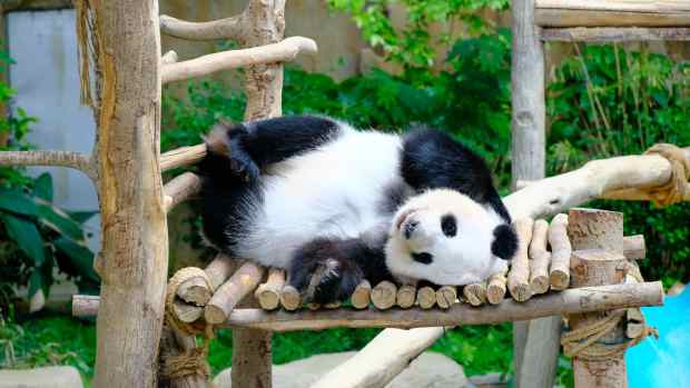 A playful panda lounging on a wooden platform