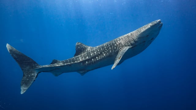 The Whale Shark  California Diving News