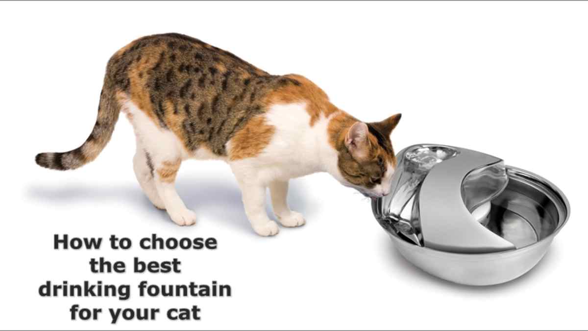 cat drinking bowl