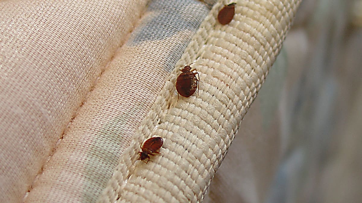 do bed bugs live in latex mattresses
