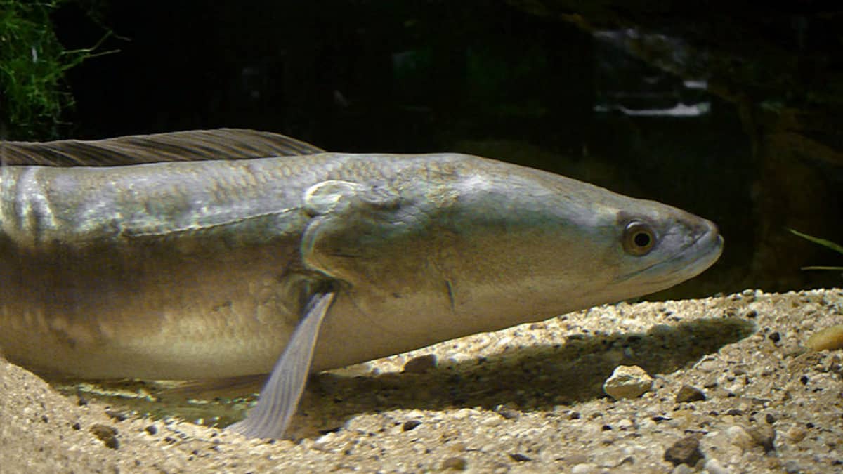 Giant Snakehead Fish - US Invasive Species - Soapboxie