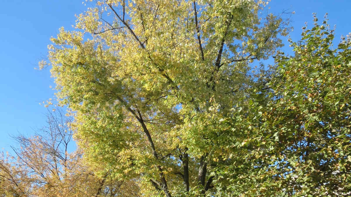 Silver Maple Nuisance Tree Or Landscaper S Dream Dengarden Silver Maple Nuisance Tree Or Landscaper S Dream Dengarden