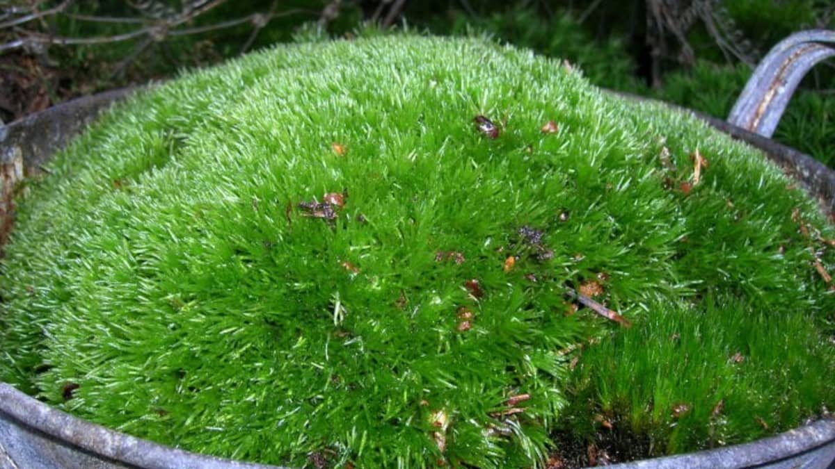 Gamut of greens: Grow a beautiful verdant green garden of moss
