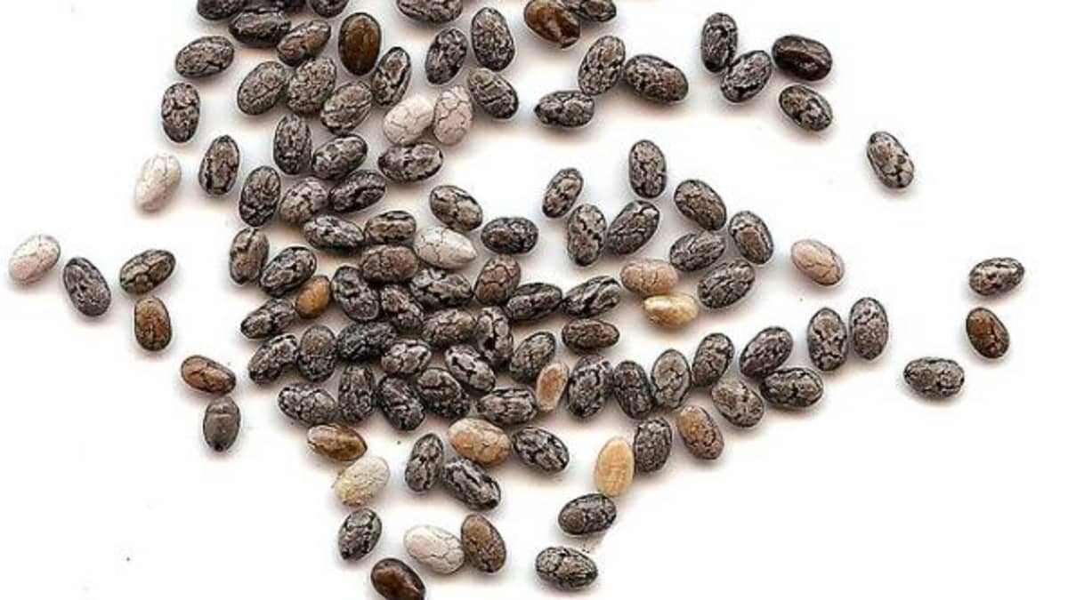 Chia Seeds Plant: Facts, Benefits, Uses and Maintenance Tips