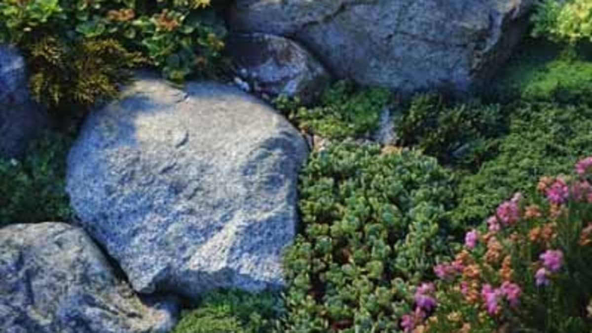 Steep slope covered with Sedum for erosion resistance - Sempergreen