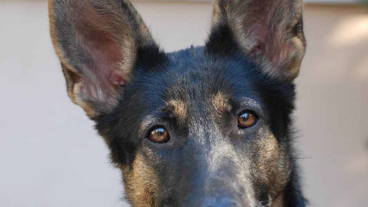 When Will My German Shepherd S Ears Stand Up Pethelpful