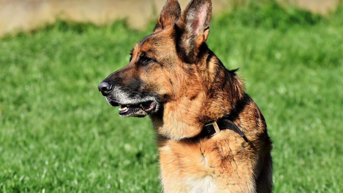 how can you tell the age of a german shepherd